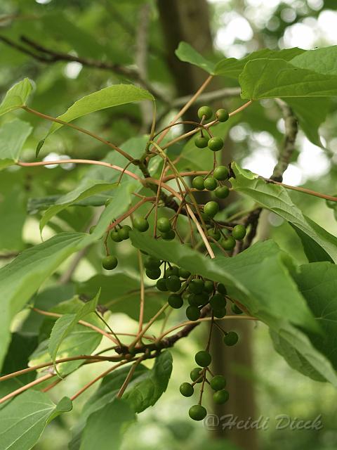 Idesia polycarpa w.jpg